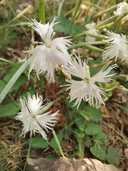 Dianthus acicularis
