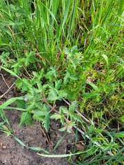 Geranium divaricatum