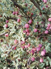 Berberis fremontii