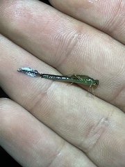 Ischnura denticollis