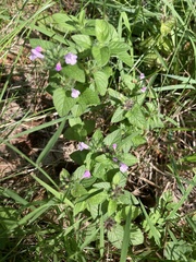 Clinopodium vulgare