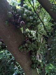 Ficus benguetensis