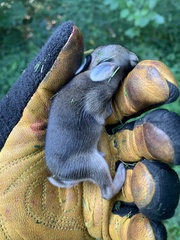 Sylvilagus floridanus