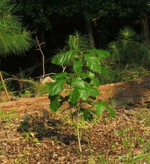 Quercus bicolor