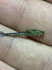 Ischnura denticollis
