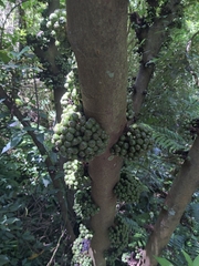 Ficus benguetensis
