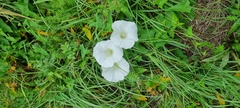 Calystegia sepium