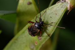 Adelphocoris seticornis