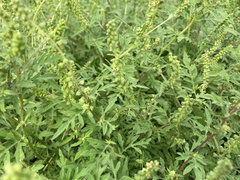 Ambrosia