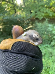 Sylvilagus floridanus