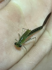 Ischnura denticollis