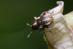 Tychius quinquepunctatus