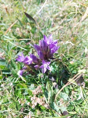 Gentianella