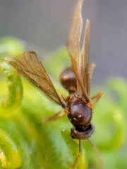 Lasius neoniger