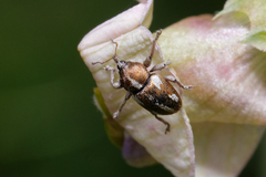 Tychius quinquepunctatus