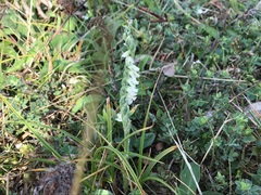 Spiranthes spiralis