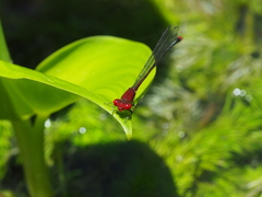 Pseudagrion pilidorsum