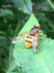 Volucella inanis