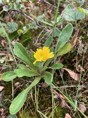 Tephroseris integrifolia atropurpurea