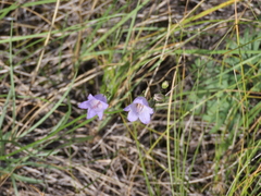 Campanula alaskana