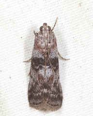 Sciota subcaesiella