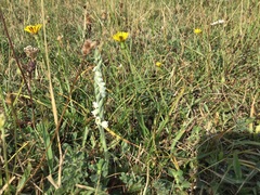 Spiranthes spiralis