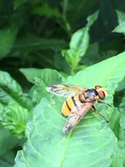 Volucella inanis