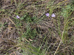 Campanula alaskana