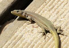 Podarcis virescens