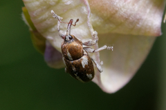 Tychius quinquepunctatus