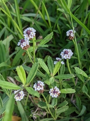 Phyla nodiflora