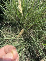 Bouteloua gracilis