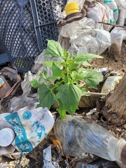 Chenopodiastrum hybridum