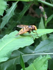 Volucella inanis