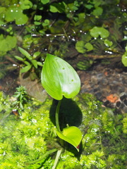 Pontederia vaginalis