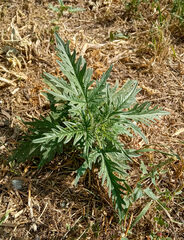 Urtica cannabina