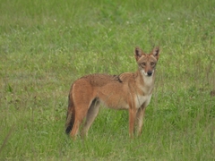 Canis latrans