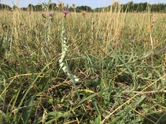 Spiranthes spiralis