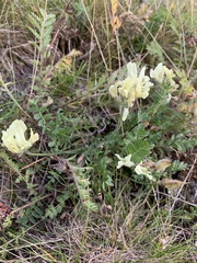 Oxytropis sordida