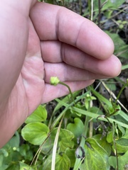 Parnassia grandifolia