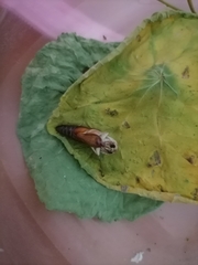 Noctuoidea