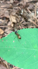 Camponotus americanus