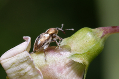 Tychius quinquepunctatus