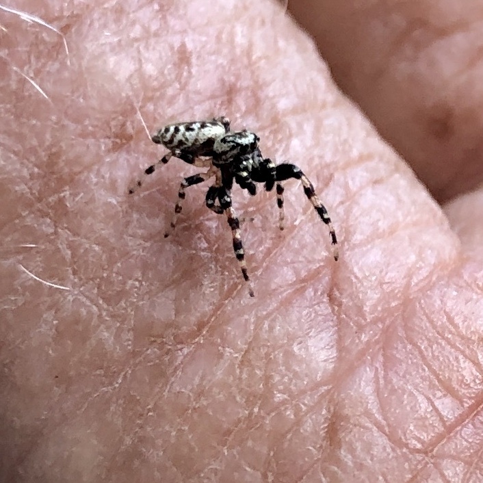 Pelegrina verecunda