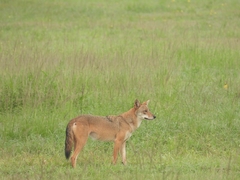 Canis latrans