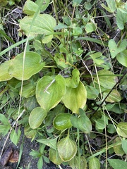 Parnassia grandifolia