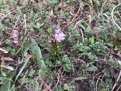 Gentianella amarella