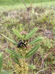 Bombus fraternus