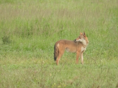 Canis latrans