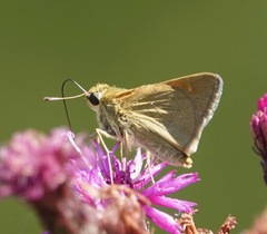 Polites themistocles